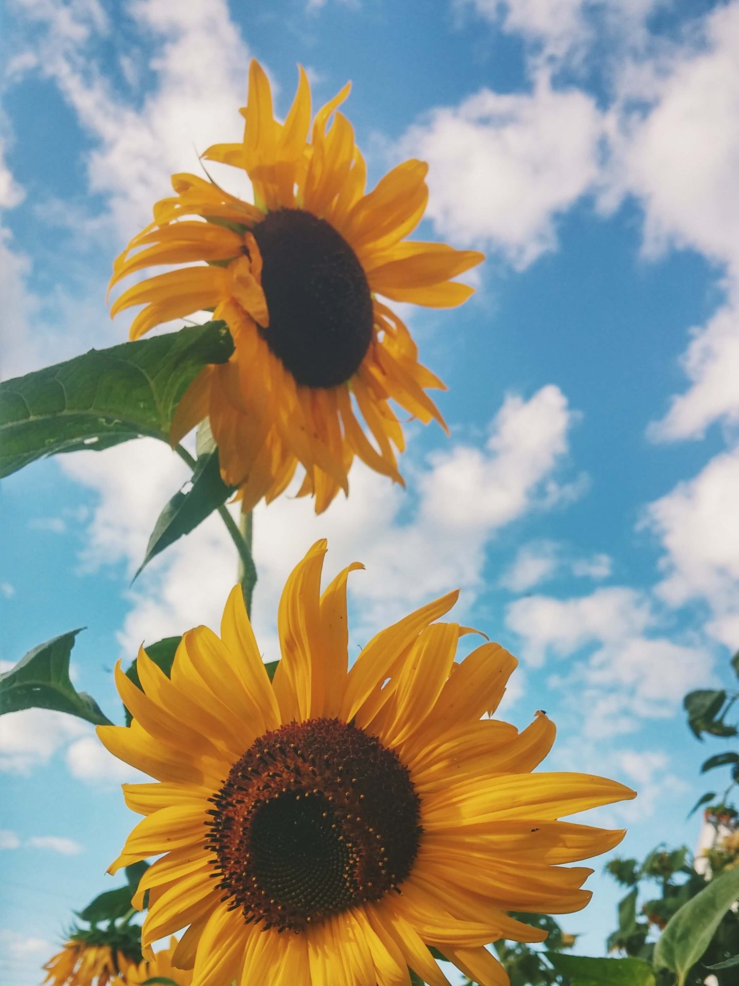 New Braunfels Weather: Enjoy It Year-Round